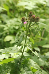 Centaurea phrygia
