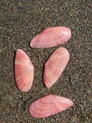 Moerella pulchella