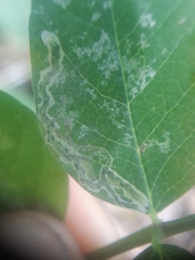 Liriomyza congesta