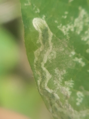 Liriomyza congesta