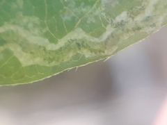 Liriomyza congesta