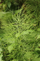 Equisetum sylvaticum