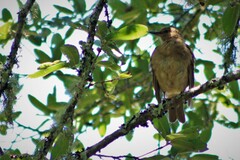 Turdus grayi