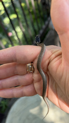 Thamnophis cyrtopsis