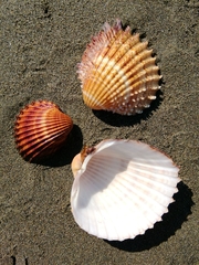 Acanthocardia aculeata