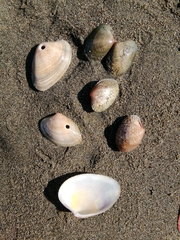 Ruditapes philippinarum