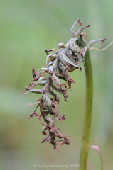 Dactylorhiza majalis baltica