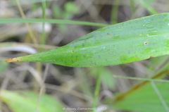 Dactylorhiza majalis baltica