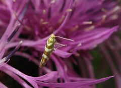 Argyresthia goedartella