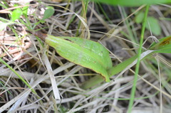 Dactylorhiza majalis baltica