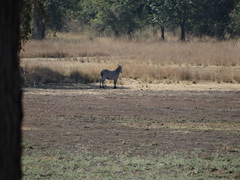Equus quagga crawshayi