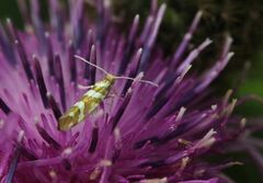 Argyresthia goedartella
