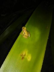 Phyllodytes luteolus