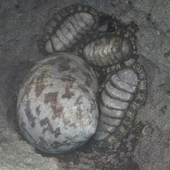 Chiton tuberculatus