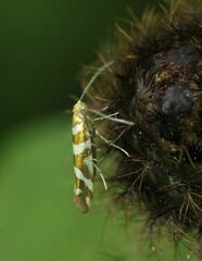 Argyresthia goedartella