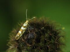 Argyresthia goedartella