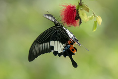 Papilio iswara