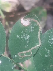 Phytoliriomyza variegata