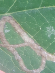 Phytoliriomyza variegata