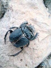 Scarabaeus semipunctatus