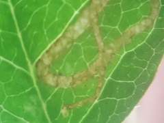 Phytoliriomyza variegata