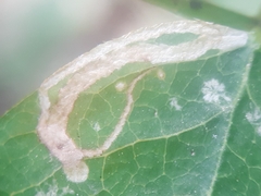 Phytoliriomyza variegata