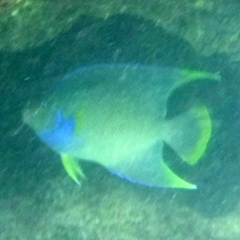 Holacanthus bermudensis