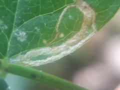 Phytoliriomyza variegata