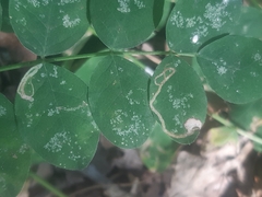 Phytoliriomyza variegata