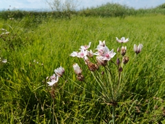 Butomus umbellatus