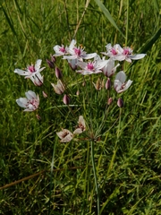 Butomus umbellatus