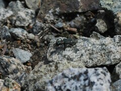 Cicindela oregona