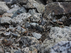 Cicindela oregona