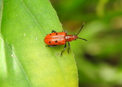 Lema quadripunctata