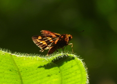 Hesperiidae