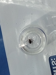 Gibbium aequinoctiale