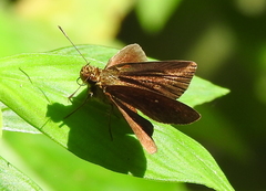 Polytremis lubricans