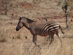 Equus quagga crawshayi