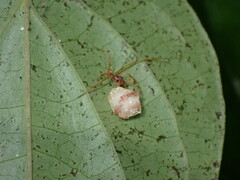 Propostira quadrangulata