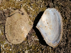 Anodonta anatina