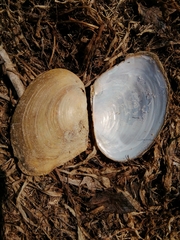 Anodonta anatina