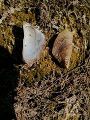 Dreissena polymorpha