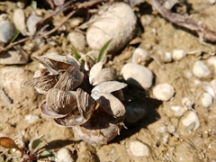Dreissena polymorpha