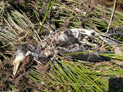 Phalacrocorax carbo