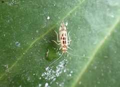 Graphopsocus cruciatus