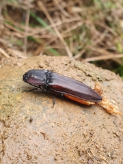 Tibionema abdominalis