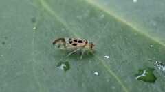 Graphopsocus cruciatus