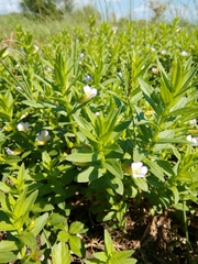 Gratiola officinalis