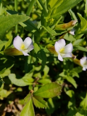 Gratiola officinalis