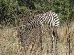 Equus quagga crawshayi